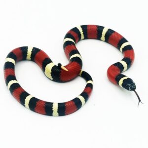 Serpenti e Ragni
