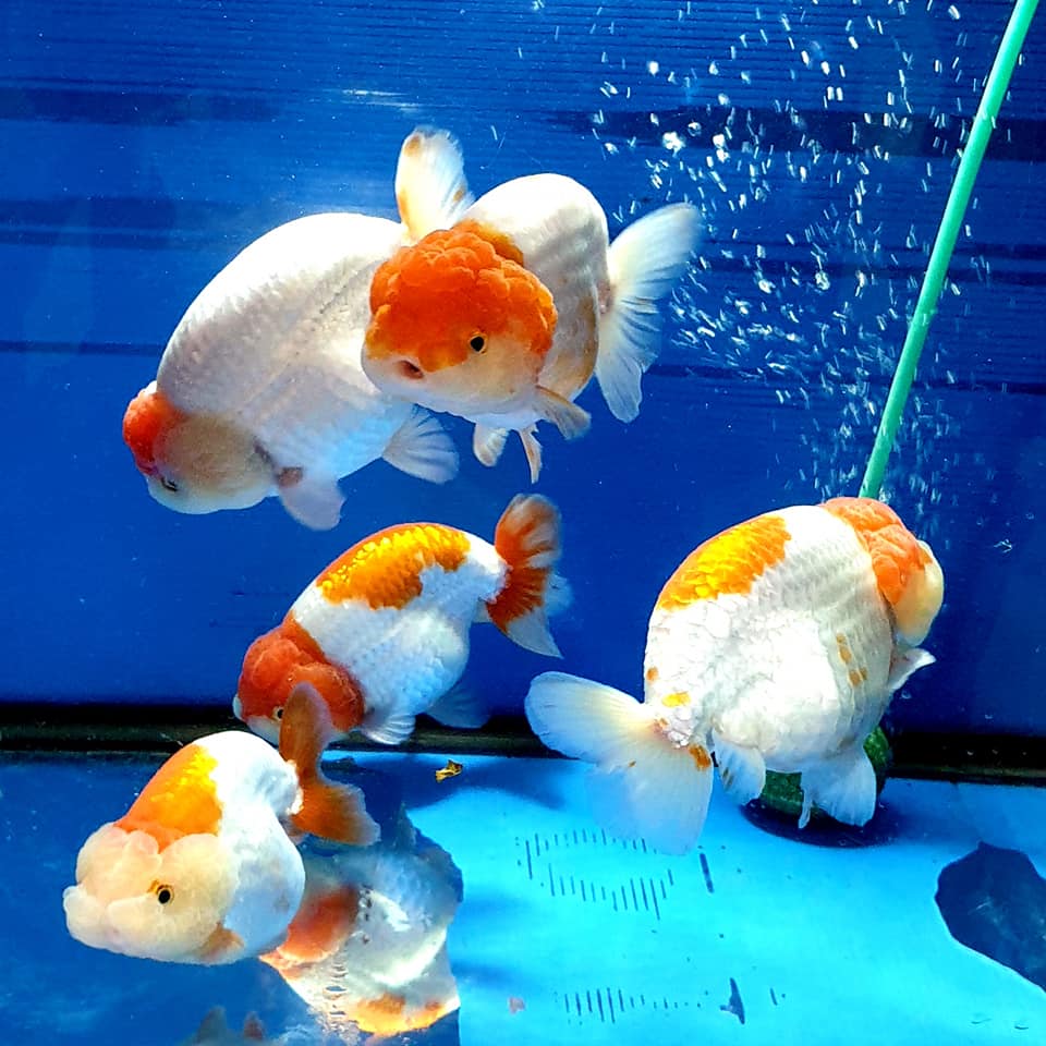 Ranchu