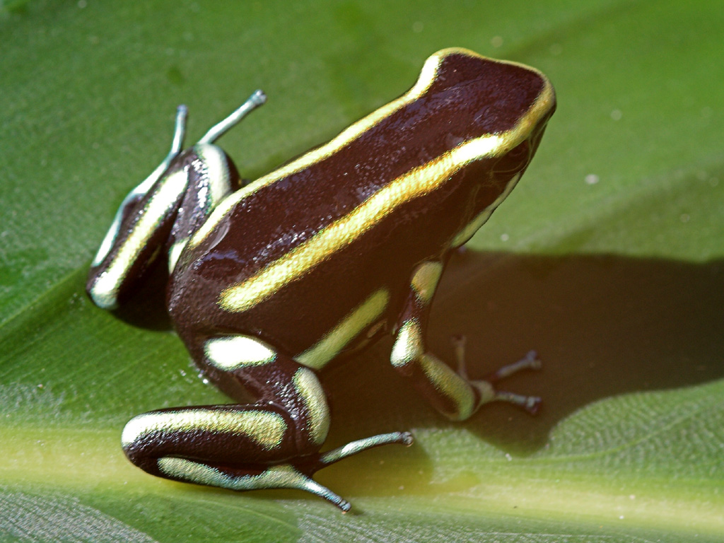 Truncatus013800_to