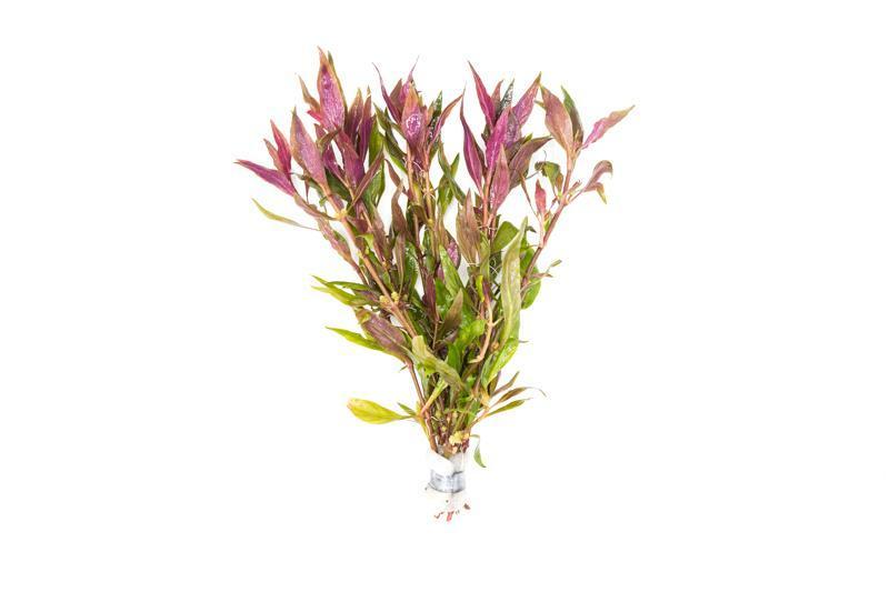 alternanthera-lilac