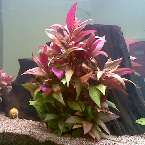 alternanthera-lilacina