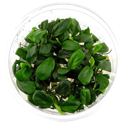 anubias-barteri-var-nana-in-vitro-xl_large