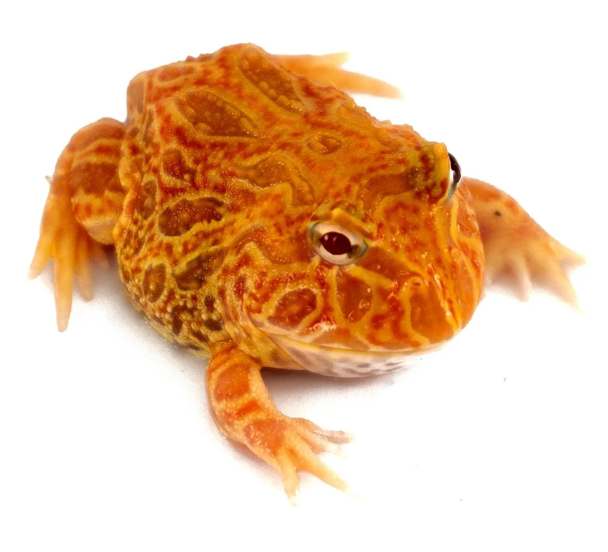 apricot_6_-39c8d25d