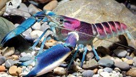 cherax pulcher 1