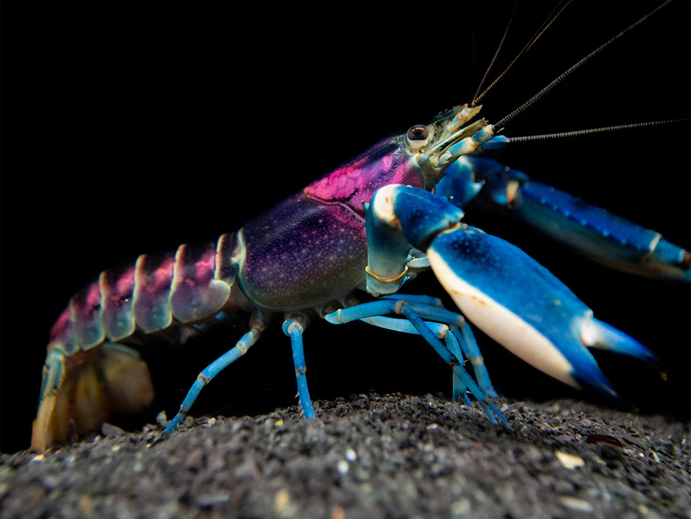 cherax pulcher