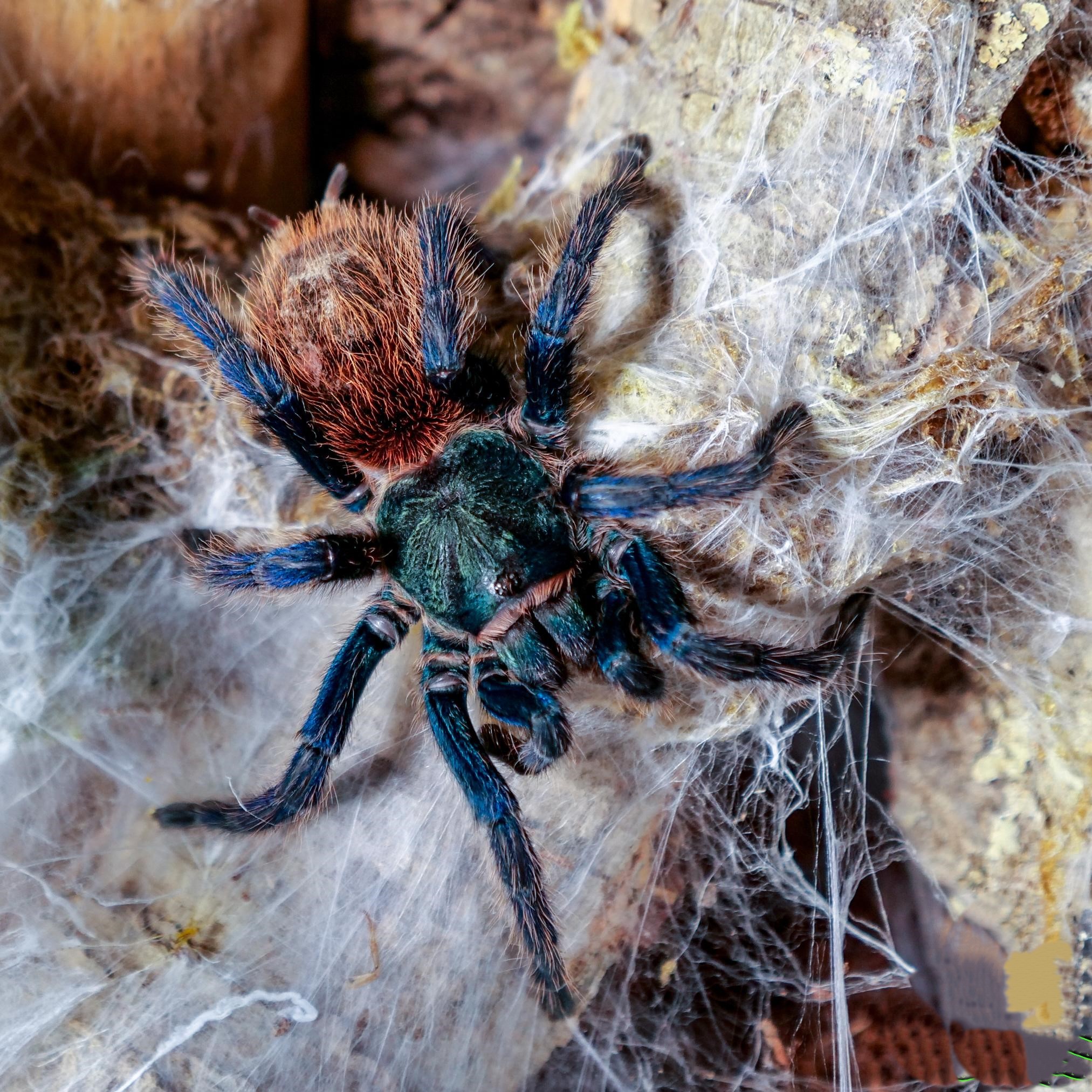 cyanopubescens