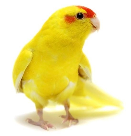 kagiallo