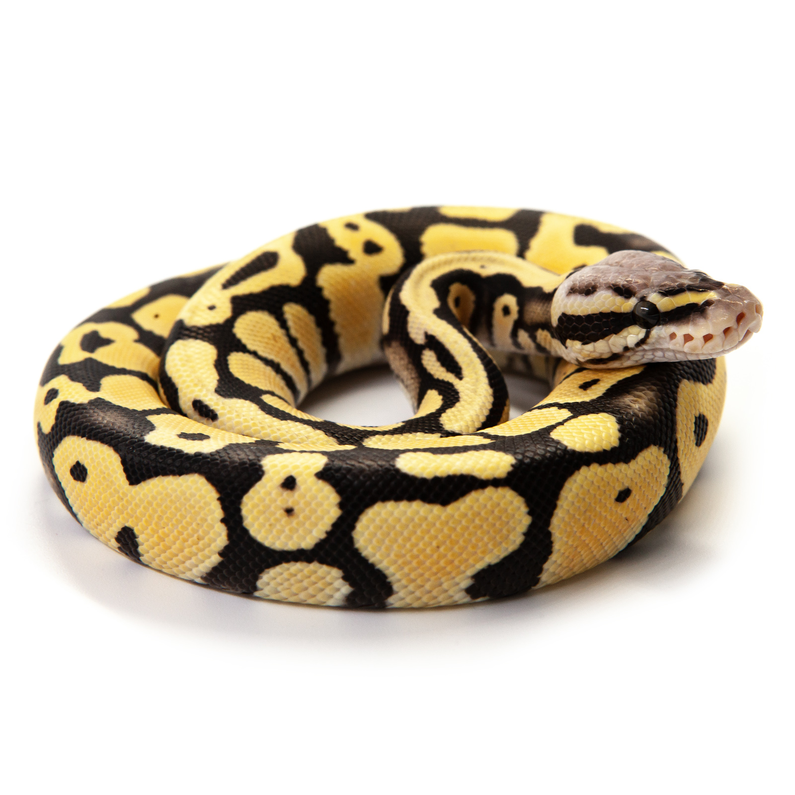 pyt