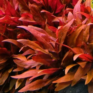 Piante acquatiche tropicali